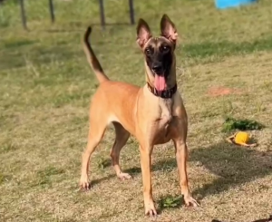 ​虎妞已配全国实战大赛多次冠军“托尼”可提前预定