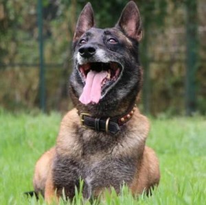 广州训犬基地哪家最好？